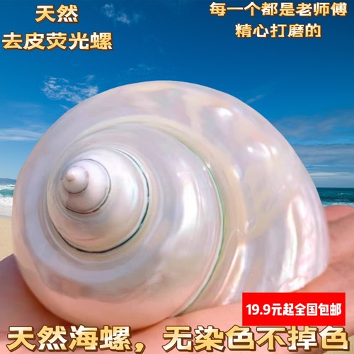 贝壳海螺脱皮大绿螺珍珠螺寄居蟹卷贝鱼用壳鱼缸装饰地台摆件把玩
