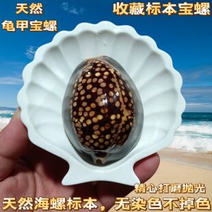 【真贝壳】龟甲宝螺天然稀有海螺鱼缸水族造景装饰地中海家居收藏