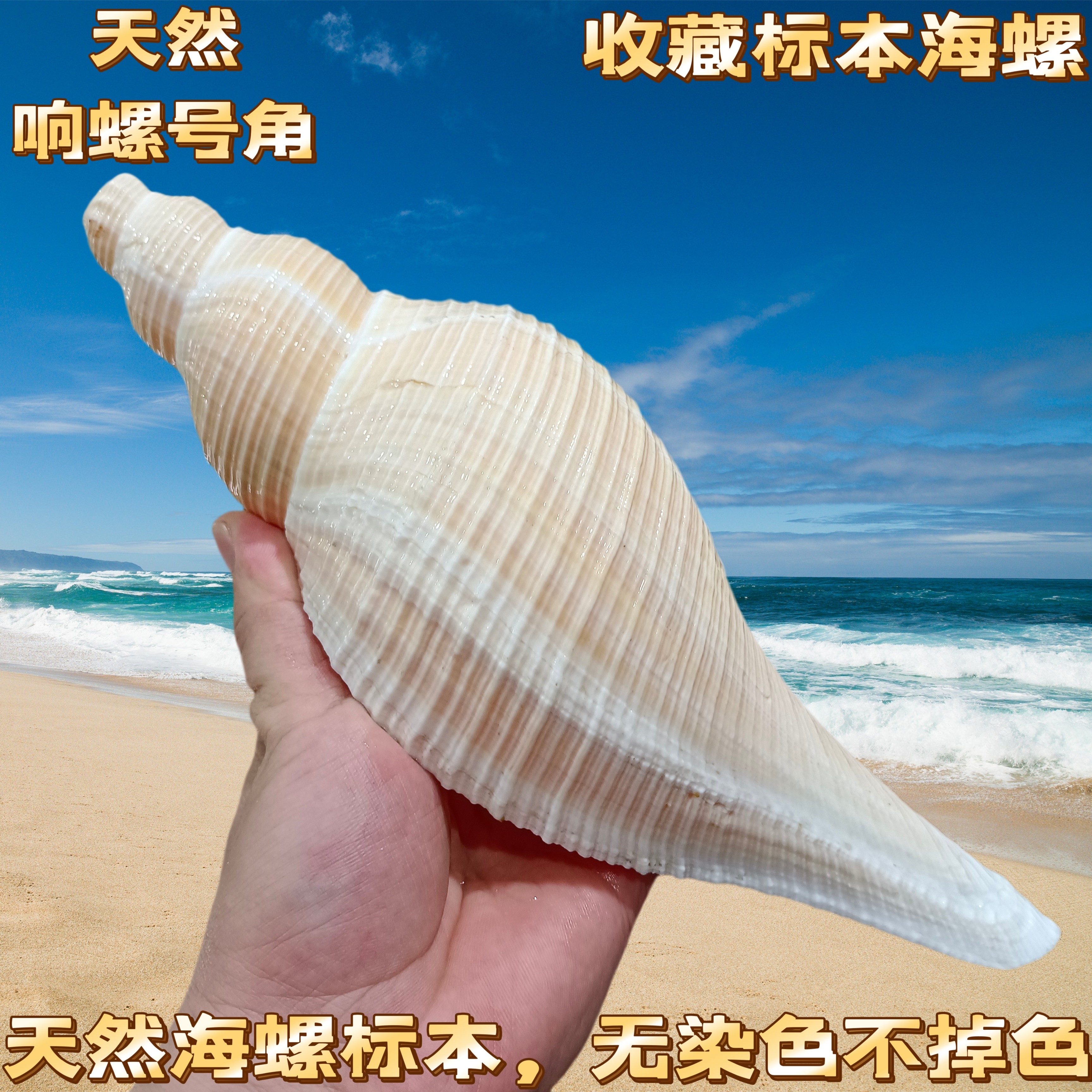 天然号角螺 大香螺 海螺吹号 自然音响螺道士法师螺海螺贝壳