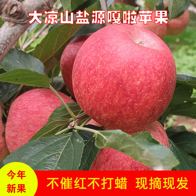 大凉山盐源嘎啦苹果新鲜应季生态