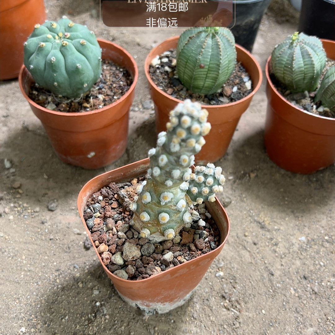 销壶团扇,鲜花速递/花卉仿真/绿植园艺,多肉植物,淘宝优惠券,粉丝福利购,淘宝优惠卷