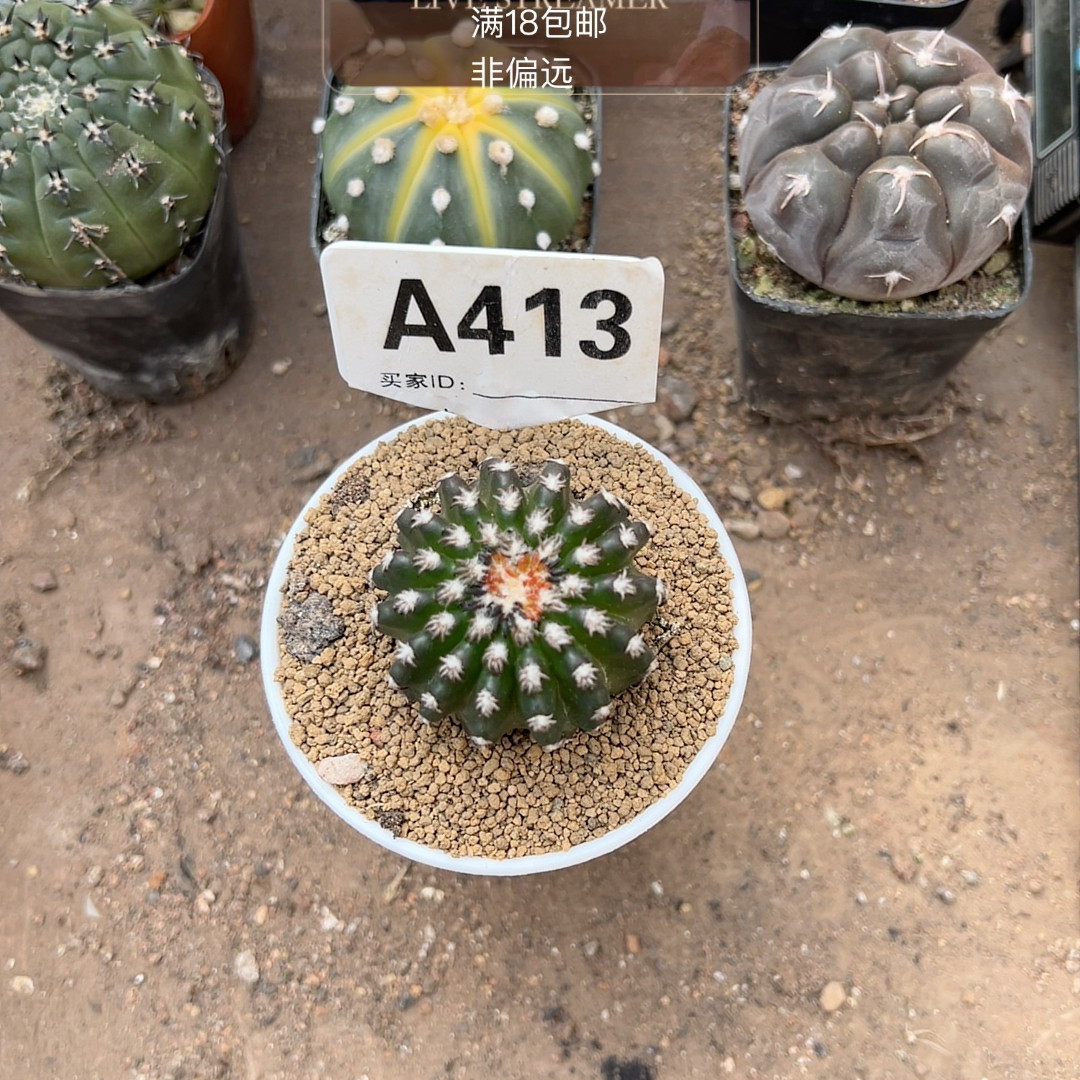 1实生奇特球,鲜花速递/花卉仿真/绿植园艺,多肉植物,淘宝优惠券,粉丝福利购,淘宝优惠卷