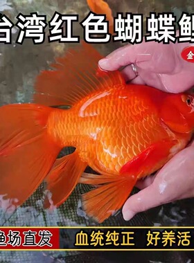 台湾蝴蝶鲤鱼球体短身大鳍长尾冷水鱼锦鲤红色观赏鱼苗活体