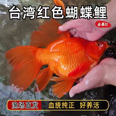 台湾蝴蝶鲤鱼球体短身大鳍长尾冷水鱼锦鲤红色观赏鱼苗活体
