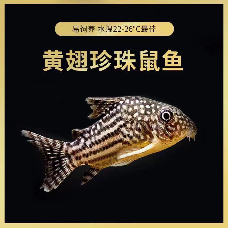 金翅珍珠鼠鼠鱼工具鱼黄翅底层鱼热带观赏鱼清理鱼缸残食