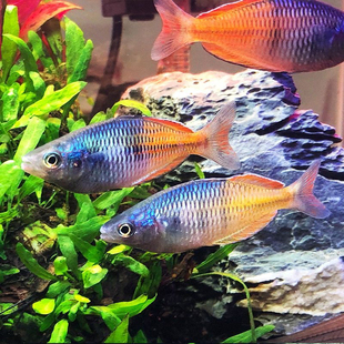 石美人小型热带观赏鱼原生南美缸电光美人鱼群游混养七彩