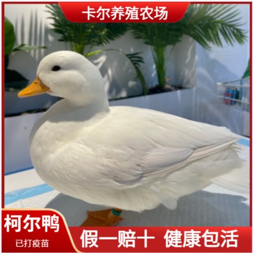 正宗柯尔鸭活宠物S级纯种网红小鸭子成年可达鸭幼崽活小黄鸭活体