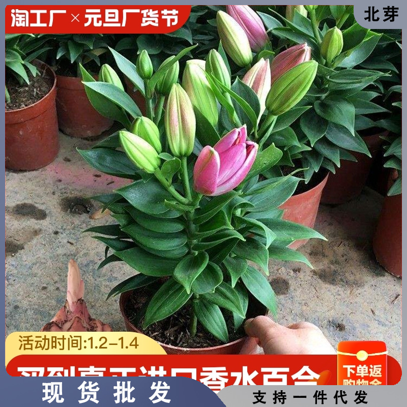 香水百合种球带芽花盆栽带花苞耐寒绿植室内净化空气植物阳台包邮