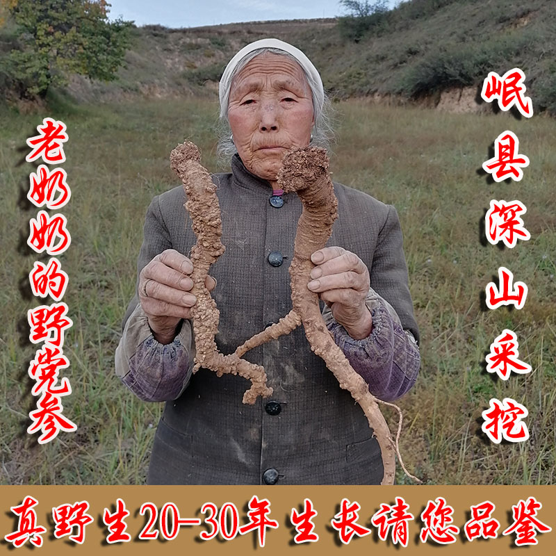 30年老野生黨參來自甘肅大山深處