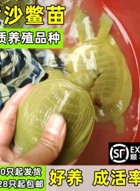 黄沙鳖水鱼外塘甲鱼苗送饲料鲜活