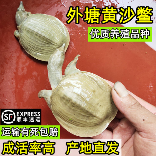 优质黄沙鳖甲鱼苗水鱼苗顺丰包活
