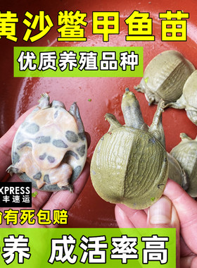 甲鱼苗100只广西黄沙鳖苗外塘小水鱼活苗批发鲜活体团鱼顺丰包活