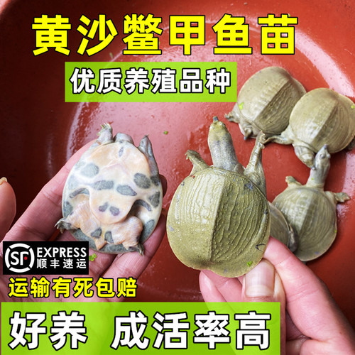 甲鱼苗100只广西黄沙鳖苗外塘小水鱼活苗批发鲜活体团鱼顺丰包活