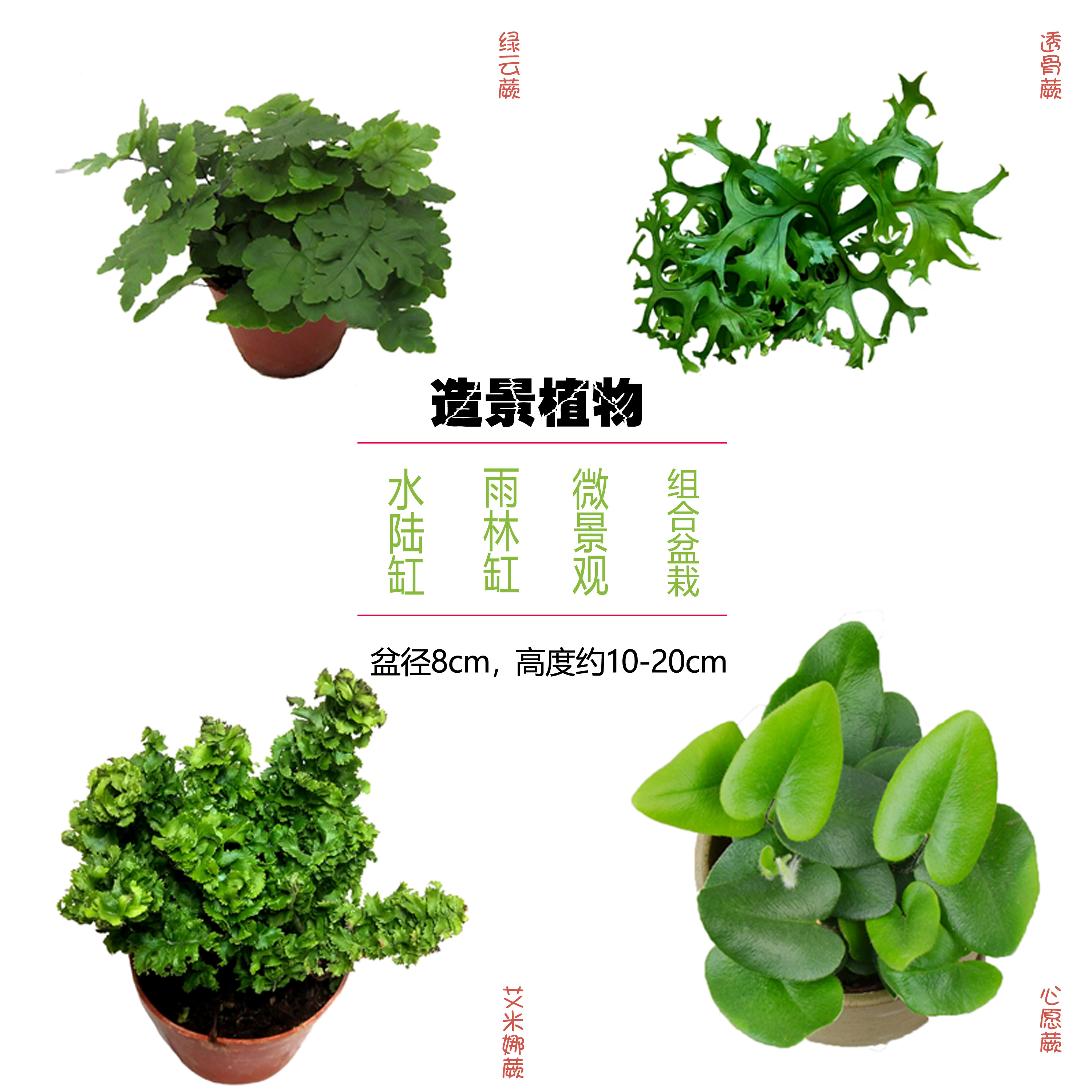 蕾丝蕨绿云蕨圣诞蕨心愿蕨类植物观叶绿植办公室花卉盆栽净化空气