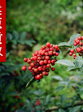 四川特产食用汉源清溪牛市坡贡椒 汉源花椒 超麻红干花椒128g