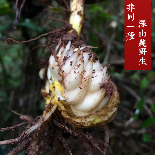 大巴山正宗纯野生百合干 深山米百合干 农家晒干天然可药食200克