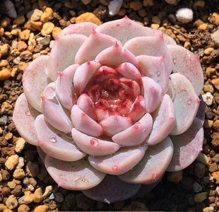 每周更新一物一拍链接精品控养全状态多肉植物 大棵进口老桩