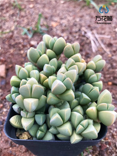 室内防辐射番杏科绿植 简单好养群生多肉植物组合 鹿角海棠 夕波