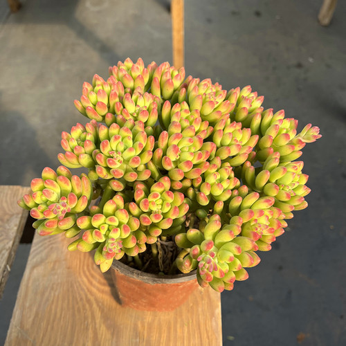 春萌柠檬手指包邮送药多肉植物