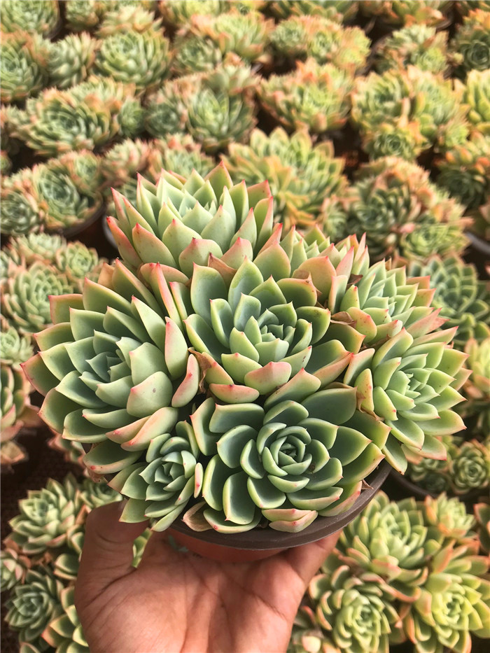 三色堇 景天科拟石莲植物 万花筒精品多肉进口群生大棵清棚组合,鲜花速递/花卉仿真/绿植园艺,多肉植物,淘宝优惠券,粉丝福利购,淘宝优惠卷