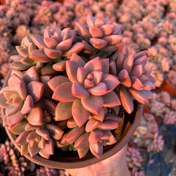 姬胧月云南夏季清棚萌物小老桩