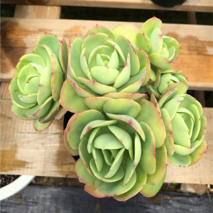 鸡蛋碧桃 直发 大株群生多肉植物老桩 包邮 懒人新手好养 基地 碧桃