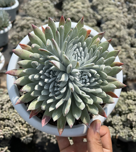 奴婢吉娜 韩国进口大颗群生仙女杯多肉植物多年露养耐寒抗旱好养