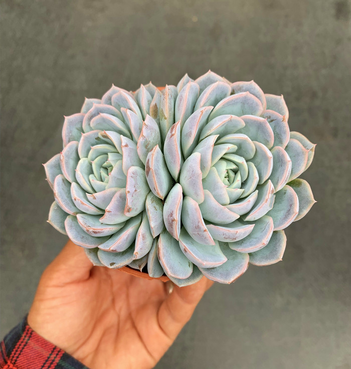 墨西哥雪球 实物拍摄多头精品进口月影系多肉植物 昆明基地包邮