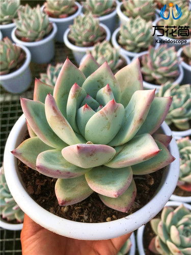 进口多肉植物大株巨型阳台办公室