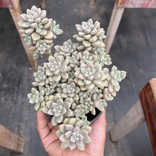 容易丸叶姬秋丽四季好养多肉植物