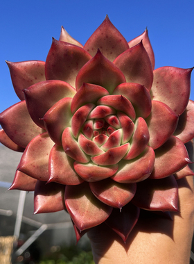 阿姆斯壮 网红推荐 精品露养高端贵货大颗多肉植物 远销国外