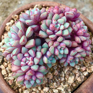 蓝宝石 包邮稀有品种多肉植物群生鲜艳好养 室内办公室萌物绿植