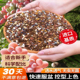多肉植物绿植通用颗粒土有机营养土肥叶生根快铺面石 包邮 包损发货