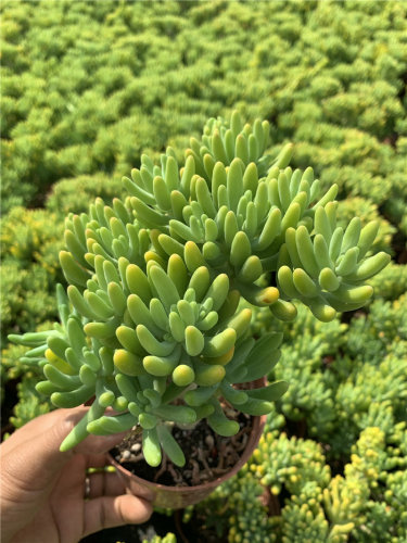 八千代多肉植物质量怎么样 八千代多肉植物口碑怎么样 小麦优选