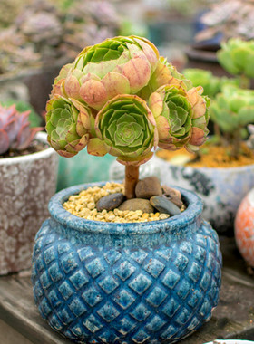 万圣节 云南基地包邮精品法师老桩群生造型多肉植物四季好养 观赏