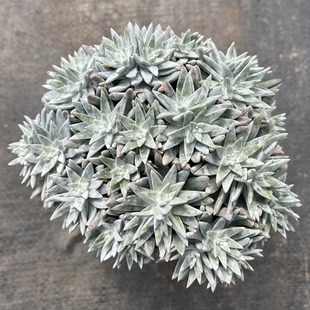 白菊多头老桩 韩系贵货精品仙女杯群生老桩室内多肉植物 一颗包邮