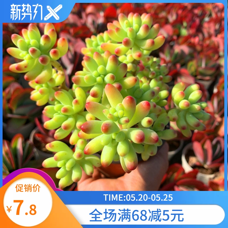 木质老桩哪款好 价格行情 好货精选 寻折猪