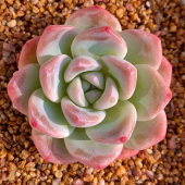 室内书房新手好养萌物绿植 大颗控养单头月影系多肉植物 冰玉 包邮