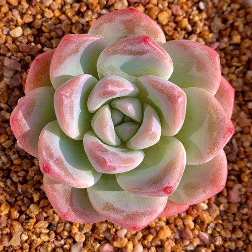 室内书房办公室容易冰玉大颗多肉