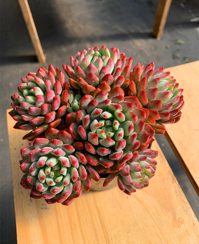 蓝苹果蓝精灵控养精品阳台办公室