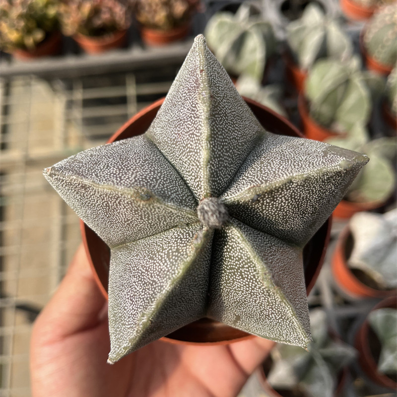 五角鸾凤玉 实生开花无刺仙人球风桌面绿植 室内好养治愈系小盆栽,鲜花速递/花卉仿真/绿植园艺,多肉植物,淘宝优惠券,粉丝福利购,淘宝优惠卷