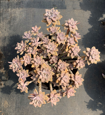 老桩群生多肉植物特价包邮