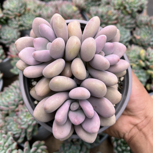 阳台非常容易桃蛋肥嘟嘟多肉