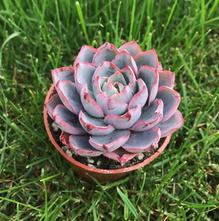 包邮 云南基地 发货 单头高颜值进口多肉植物女神节礼物 天后赫拉