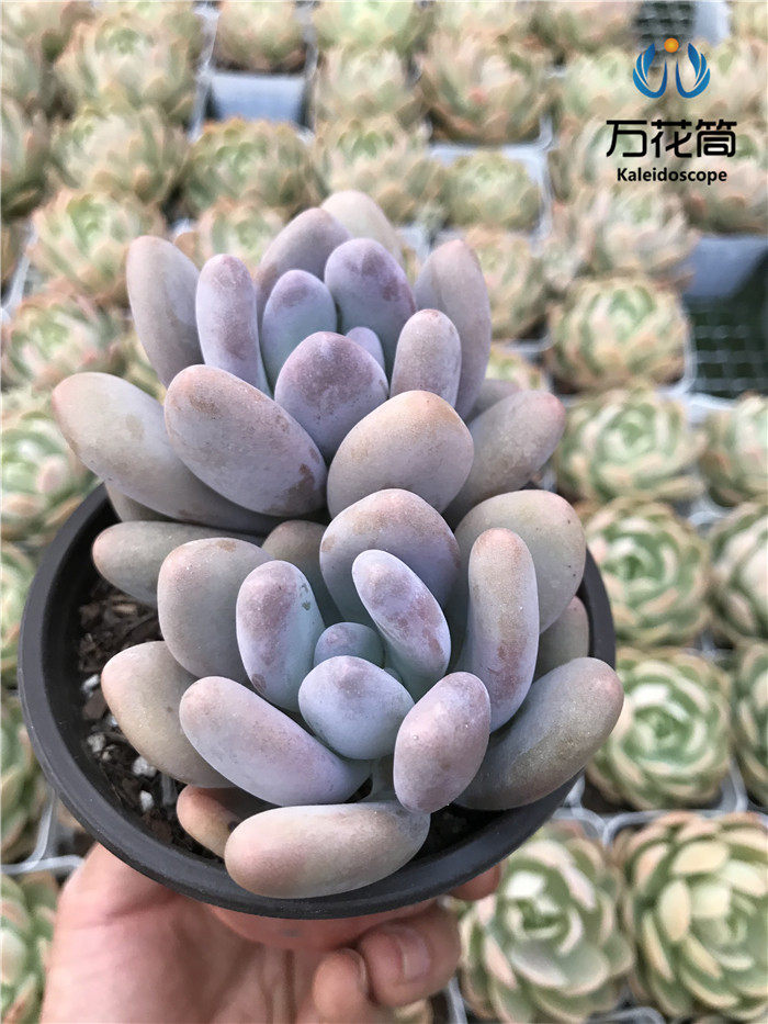 文思通原始奶酪 包邮大株肥嘟嘟群生多肉植物新手好养易繁殖组合