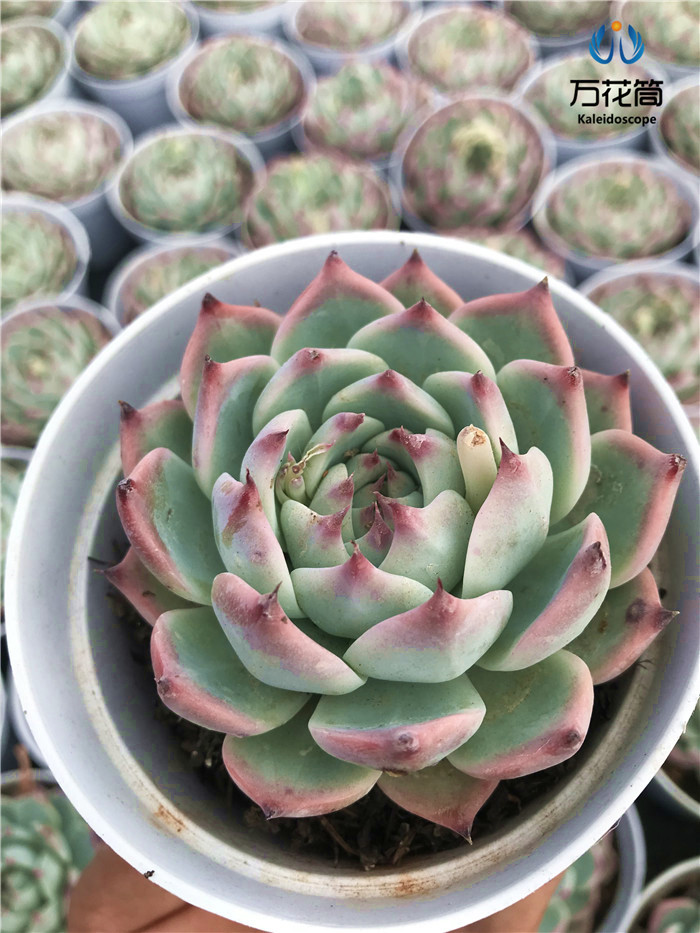 吉娃娃 吉娃莲 杨贵妃 云南基地清棚控养多肉植物 书房办公室萌物