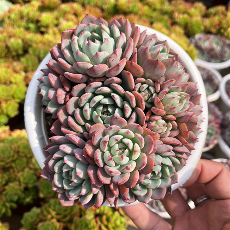 阳台楼顶容易娜娜小勾韩系多肉