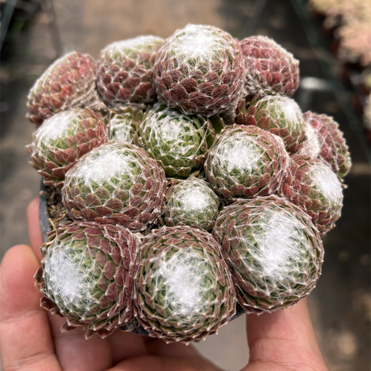 蛛丝卷娟稀有新手室内多肉植物