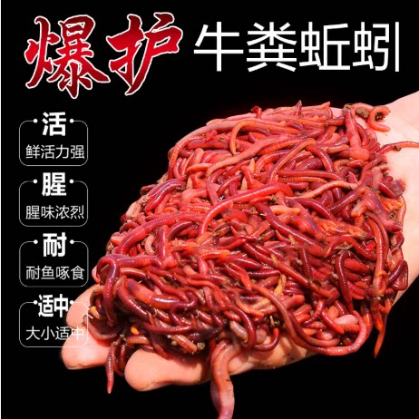 鲜活蚯蚓活饵垂钓鱼饵料鲫鱼鲤鱼野钓黑坑鱼料打窝料通杀3