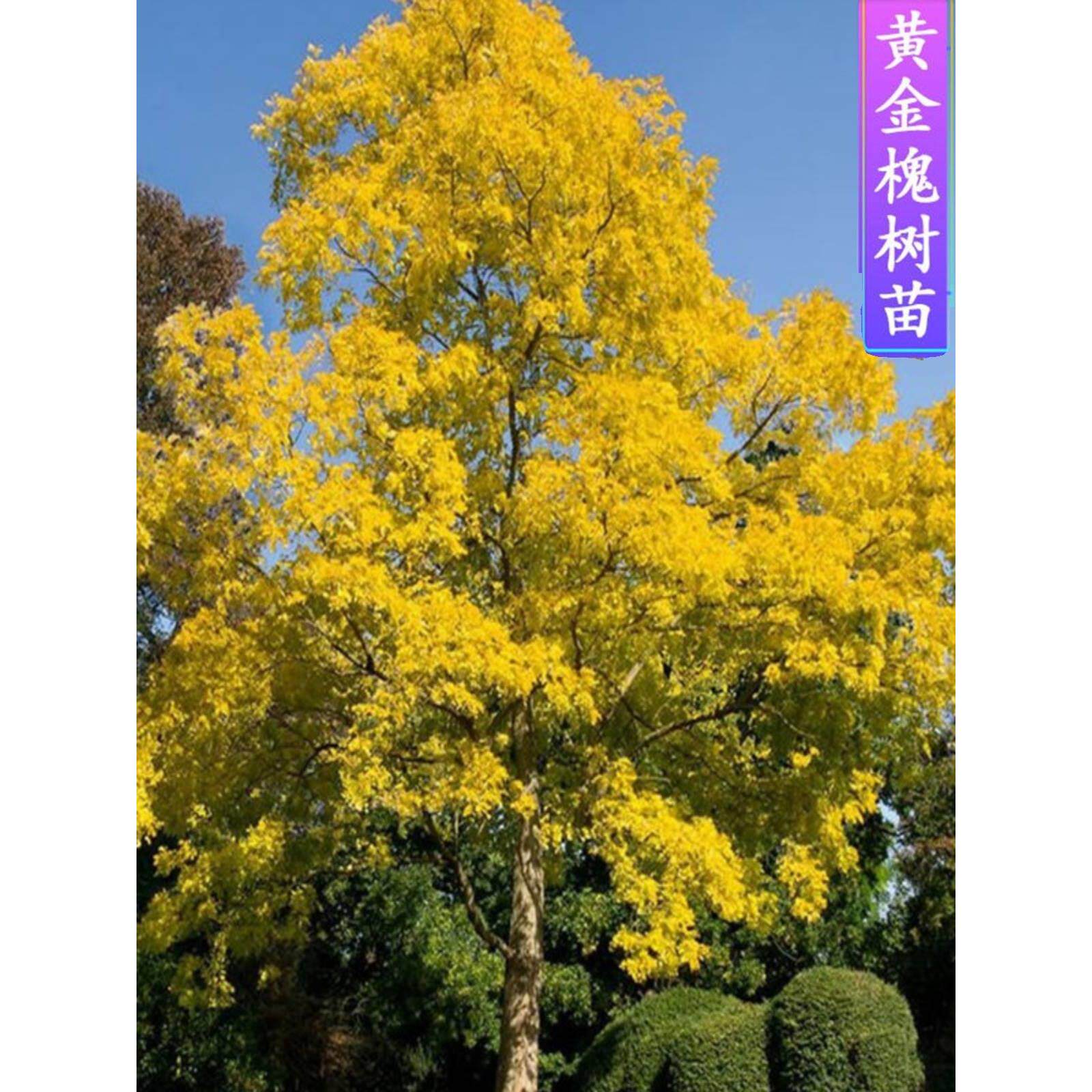 黄金槐树苗庭院工程绿化苗木龙爪槐树苗金枝国槐苗嫁接金丝槐垂槐